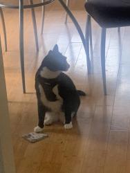 Reunited Male Cat last seen Evening Canyon & Seaward, Newport Beach, CA 92625