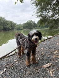 Reunited Male Dog last seen University Dr NE, Atlanta, GA 30306, USA, Atlanta, GA 30306