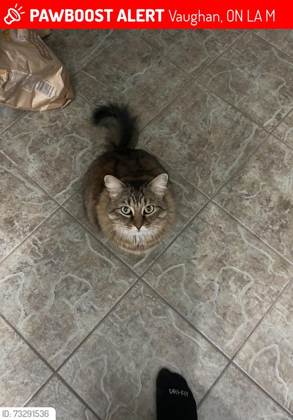 Lost Female Cat last seen Jackpine park near Dufferin and Major Mackenzie, Vaughan, ON L6A 0M7