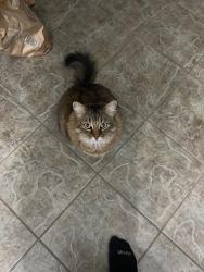 Lost Female Cat last seen Jackpine park near Dufferin and Major Mackenzie, Vaughan, ON L6A 0M7