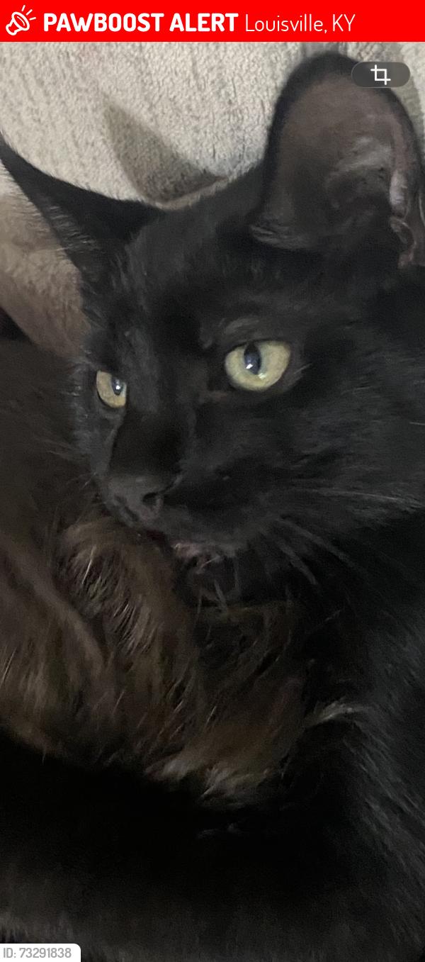 Lost Male Cat last seen near the American, Louisville, KY 40214