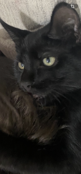 Lost Male Cat last seen near the American, Louisville, KY 40214