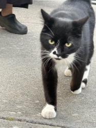 Found/Stray Unknown Cat last seen Burnaby, 本那比, BC 