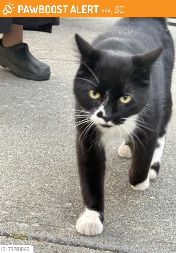 Found/Stray Unknown Cat last seen Burnaby, 本那比, BC 