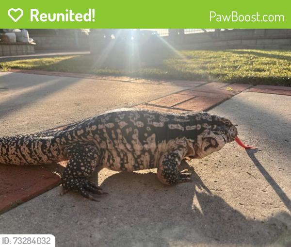 Reunited Unknown Reptile last seen Near Hillman Ln, Rowland Heights, CA 91748, USA, Rowland Heights, CA 91748