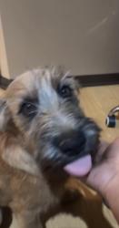 Reunited Male Dog last seen Near w 115th terr, Overland Park, KS 66210