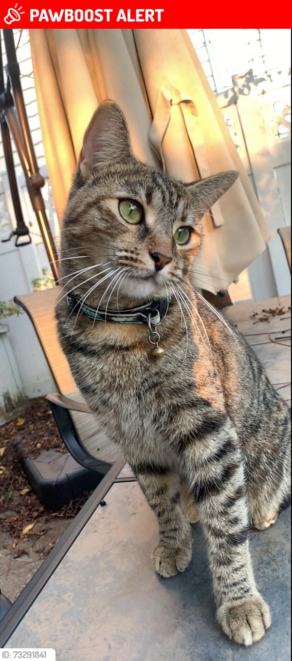 Lost Female Cat last seen Cedar road, Cleveland Heights, OH 44118