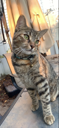 Lost Female Cat last seen Cedar road, Cleveland Heights, OH 44118