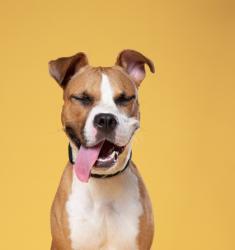 Shelter Stray Female Dog last seen Landrum Dr and Harbin Rd SW, Atlanta, GA, 1251 Fulton Industrial Blvd NW, Atlanta, GA 30336, USA