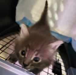 Shelter Stray Female Cat last seen 58th Ave & International Blvd., Oakland, CA, 1101 29th Ave, Oakland, CA 94601, USA
