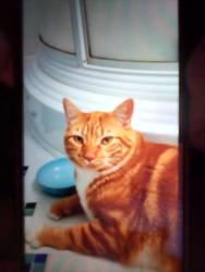 Reunited Unknown Cat last seen Builder's Road and Fantastic Circle, Herndon, Dranesville, VA 20170