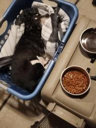Reunited Male Dog last seen Beechmeadow and Rapid Run, Cincinnati, OH 45238