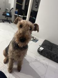 Reunited Female Dog last seen Near Ave and 248ST Rosedale Queens, Queens, NY 11422