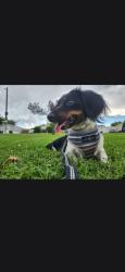 Reunited Male Dog last seen Botts st, Albuquerque, NM 87123