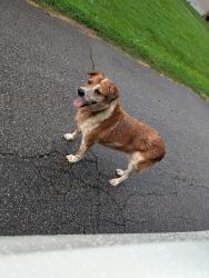 Found/Stray Female Dog last seen Lawrence rd Clover SC, York County, SC 29710