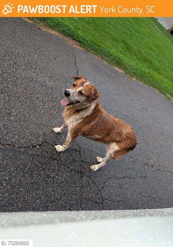 Found/Stray Female Dog last seen Lawrence rd Clover SC, York County, SC 29710