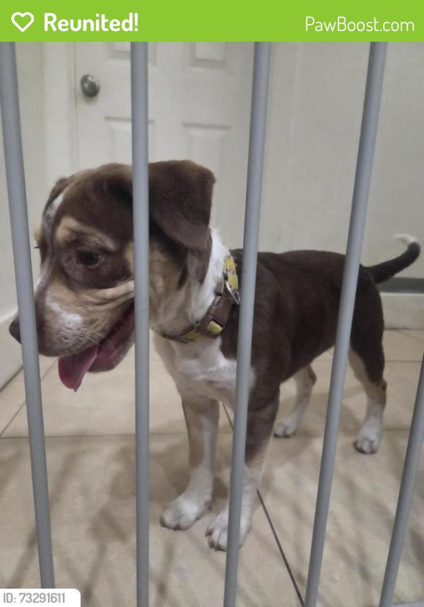 Reunited Female Dog last seen Pine and sheltom, Santa Ana, CA 92703