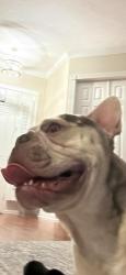 Reunited Male Dog last seen Greenbrook, Lakewood Ranch, FL 34202
