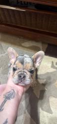 Lost Female Dog last seen Burns & 16th, Wichita, KS 67203