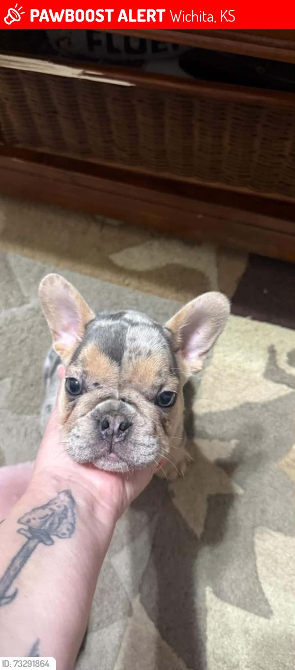 Lost Female Dog last seen Burns & 16th, Wichita, KS 67203