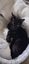 Reunited Male Cat last seen High park school, Edmonton, AB T5P 2J8