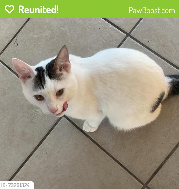 Reunited Male Cat last seen Trevino Trail, Palmer Avenue, Beaumont, CA 92223