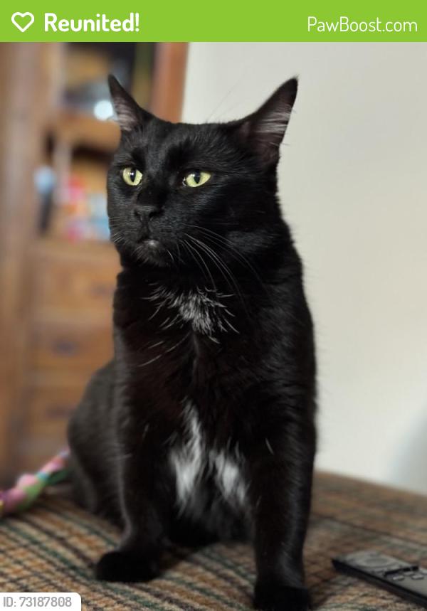 Reunited Female Cat last seen Belmont and Albany, Chicago, IL 60618