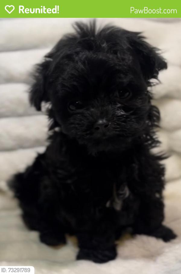 Reunited Female Dog last seen Waterford Oaks, Cedar Hill, TX 75104