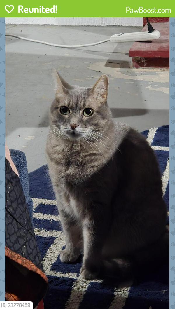 Reunited Female Cat last seen Lavergne Ave and Ainslie St, Chicago, IL 60630