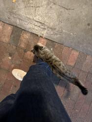 Found/Stray Unknown Cat last seen SW 12th st and polo tropical, Miami, FL 33134
