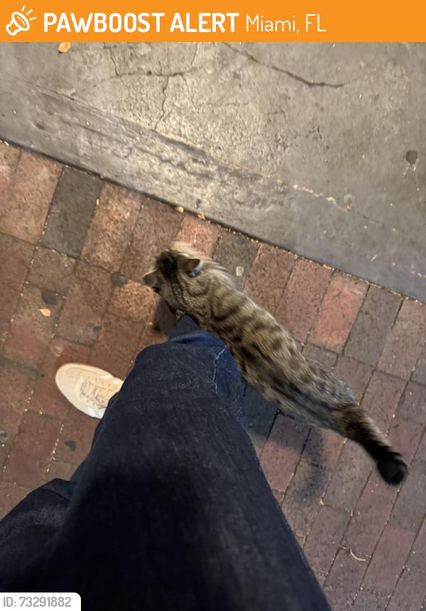 Found/Stray Unknown Cat last seen SW 12th st and polo tropical, Miami, FL 33134