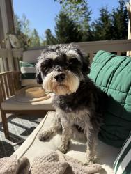 Lost Female Dog last seen 288th & 132nd Ave E, Graham, WA 98338