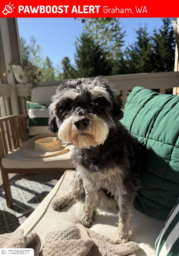 Lost Female Dog last seen 288th & 132nd Ave E, Graham, WA 98338