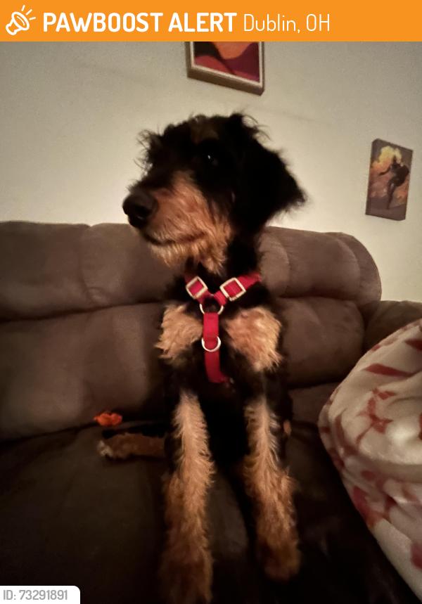 Found/Stray Female Dog last seen West case and riverside dr, Dublin, OH 43235