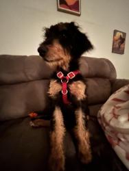 Found/Stray Female Dog last seen West case and riverside dr, Dublin, OH 43235