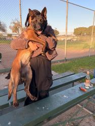 Reunited Female Dog last seen Near W 126th St Los Angeles, CA 90047 United States, Los Angeles, CA 90047