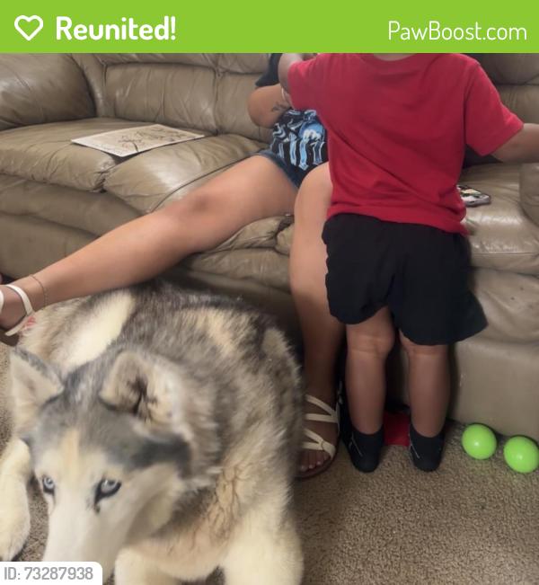 Reunited Female Dog last seen Near Laguna Quail Way, Elk Grove, CA 95758, USA, Elk Grove, CA 95758