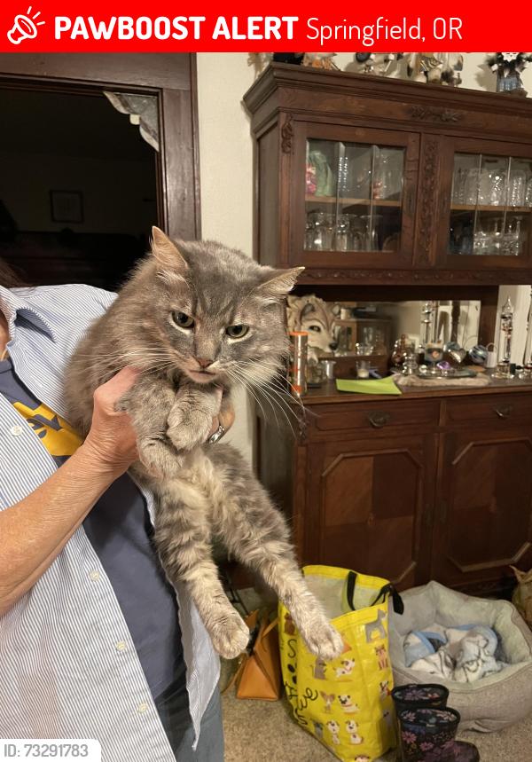 Lost Male Cat last seen 8th & Dst, Springfield, OR 97477