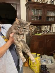 Lost Male Cat last seen 8th & Dst, Springfield, OR 97477