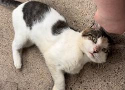 Found/Stray Male Cat last seen Near dads sport club, Houston, TX 77062