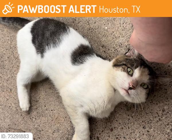 Found/Stray Male Cat last seen Near dads sport club, Houston, TX 77062