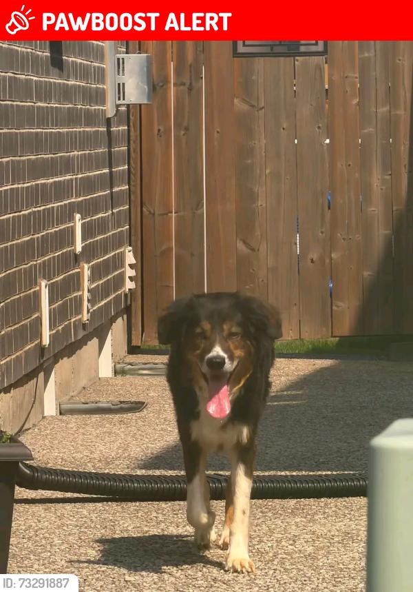 Lost Male Dog last seen Oldfield Road and Dorchester, Niagara Falls, ON L2G 0H1