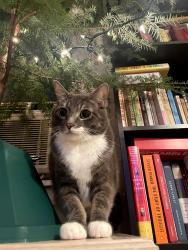 Lost Male Cat last seen Sandy and Skidmore, Portland, OR 97220