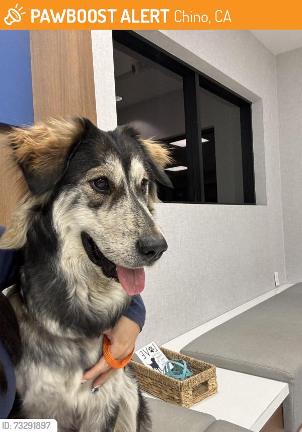 Found/Stray Female Dog last seen E Phillips, Chino, CA 91710