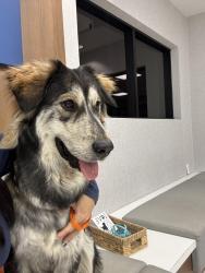 Found/Stray Female Dog last seen E Phillips, Chino, CA 91710