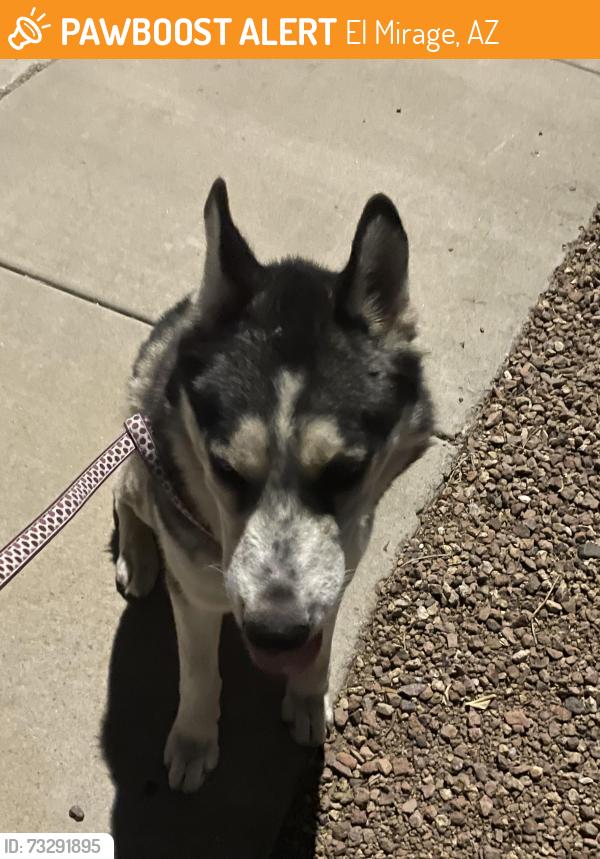 Found/Stray Male Dog last seen 117th Ave & Wethersfield Rd, El Mirage, AZ 85335