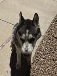 Found/Stray Male Dog last seen 117th Ave & Wethersfield Rd, El Mirage, AZ 85335