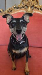 Reunited Female Dog last seen Lake North Drive, Las Vegas, NV 89117