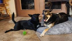 Reunited Female Dog last seen 91st Ave. & Happy Valley Rd., Peoria, AZ 85383