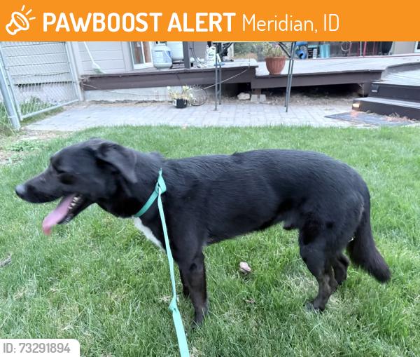 Found/Stray Male Dog last seen MeridianRoad and Cherry Lane, Meridian, ID 83646